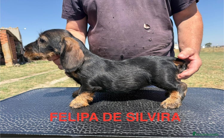 Teckel Miniatura perros - Anuncio 4
