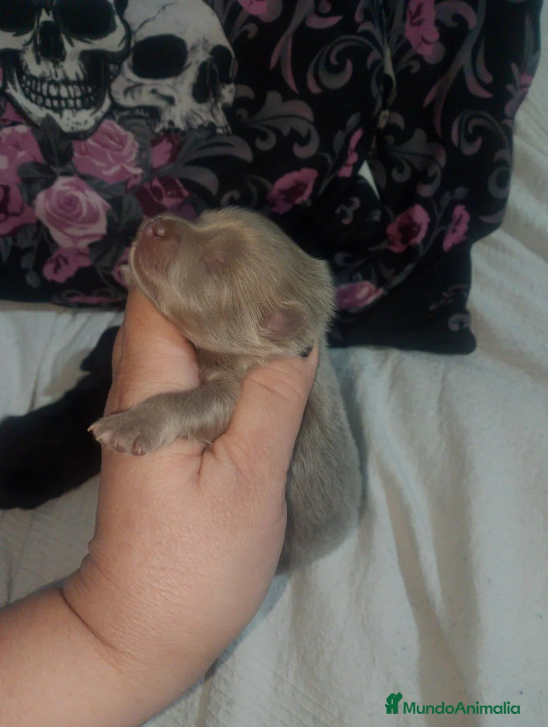 Pomchi perros en venta: Pomchi lilac y negro  - Anuncio 2