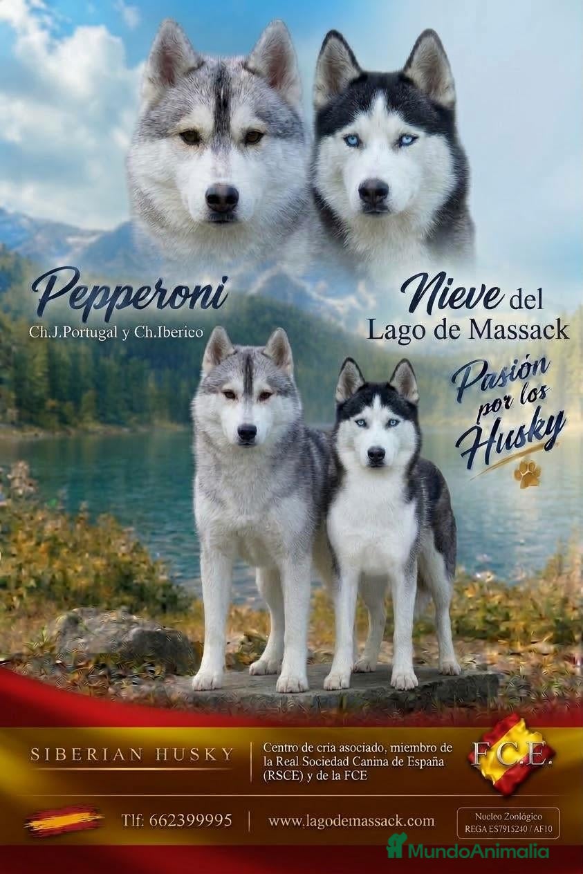 Husky Siberiano perros Husky Siberiano  - Anuncio 1