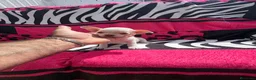 Chihuahua perros en venta: Chihuahua toy macho y hembra  en Barcelona - Anuncio 9