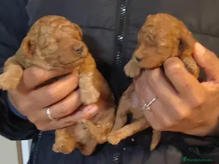 Caniche Toy perros Caniche rojo toy - Anuncio 16