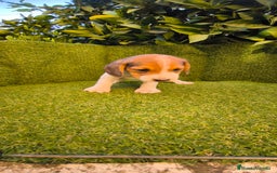 Beagle perros en venta: beagles tricolor  - Imagen 4