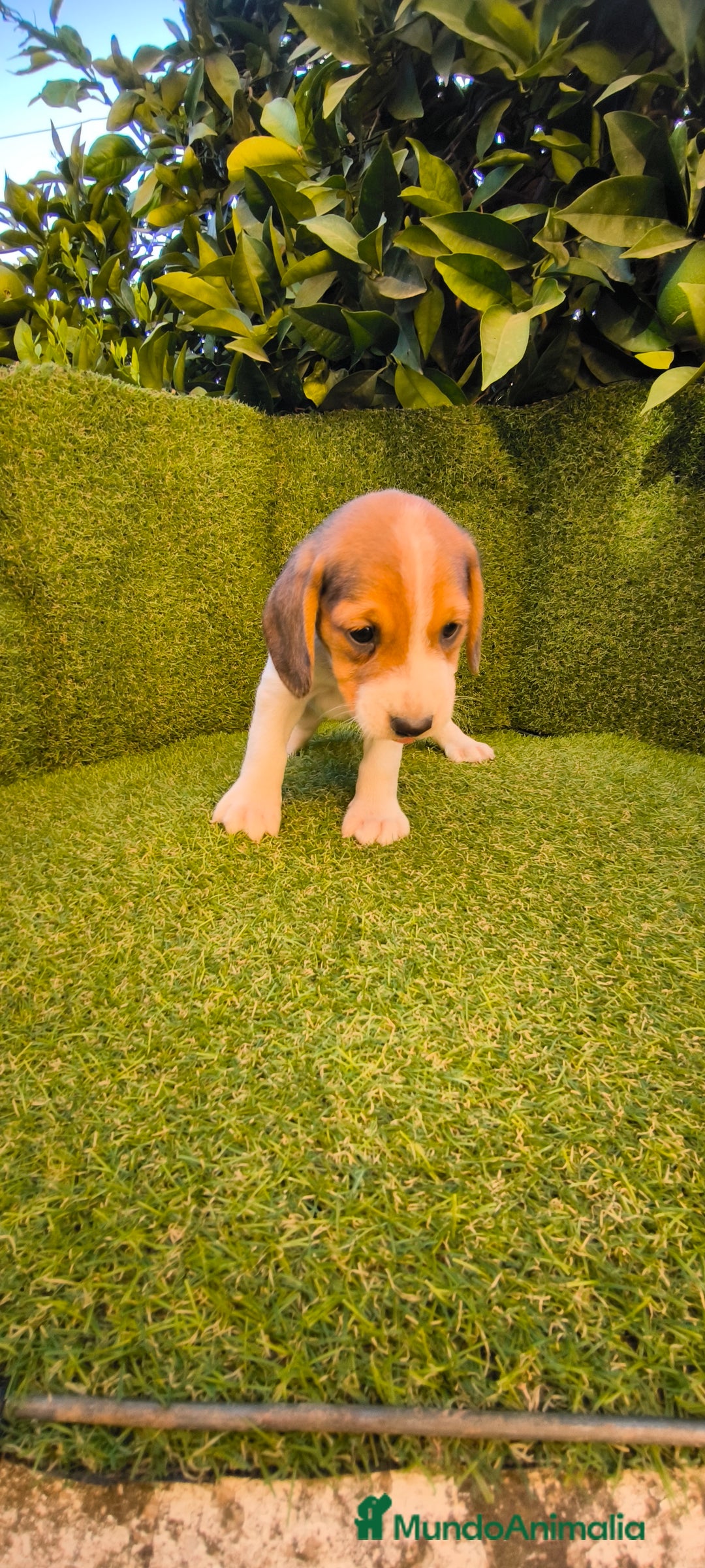 Beagle perros en venta: beagles tricolor  - Imagen 4