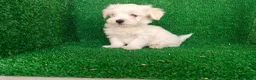 Bichón Maltés perros en venta: Bichón maltés  - Anuncio 2