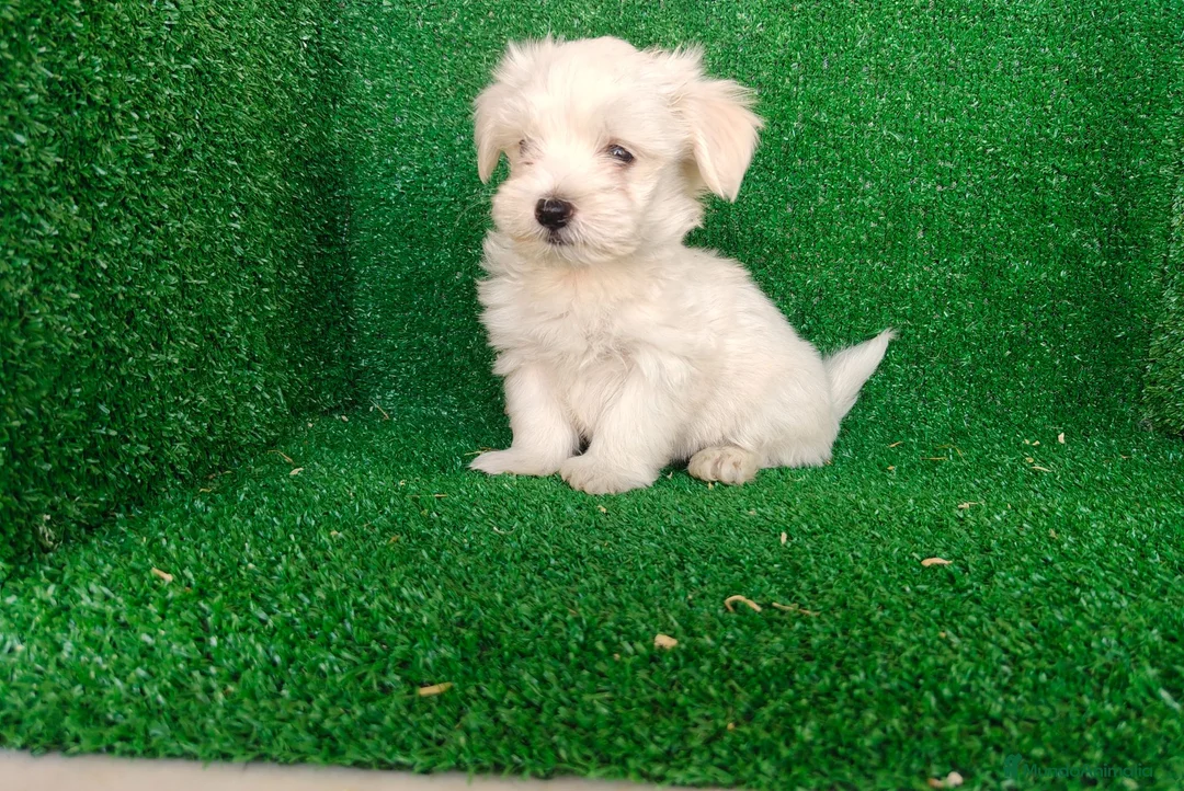 Bichón Maltés perros en venta: Bichón maltés  - Anuncio 2