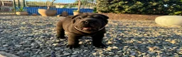 Shar Pei perros en venta: BEBES SHAR PEI LOS MEJORES en Málaga - Anuncio 3