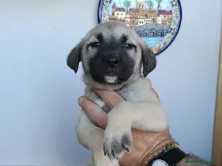 Mastín Español perros Últimas cachorras disponibles para entregar - Anuncio 4