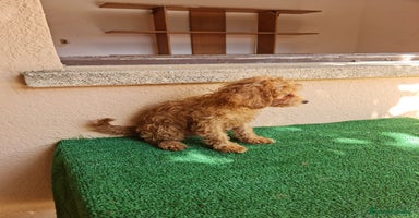 Caniche Enano perros - Anuncio 12