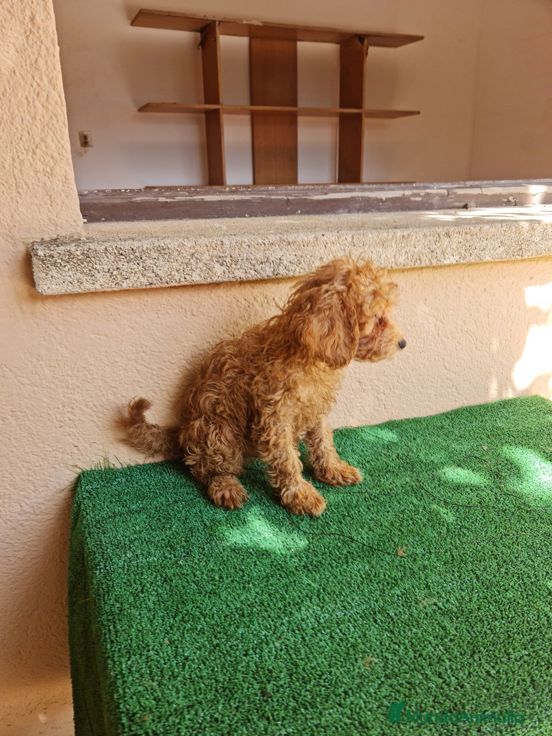 Caniche Enano perros en venta: Caniche enano - Imagen 2