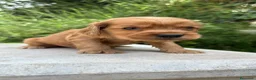Cocker Spaniel Inglés perros en venta: Cocker Ingles - Anuncio 6