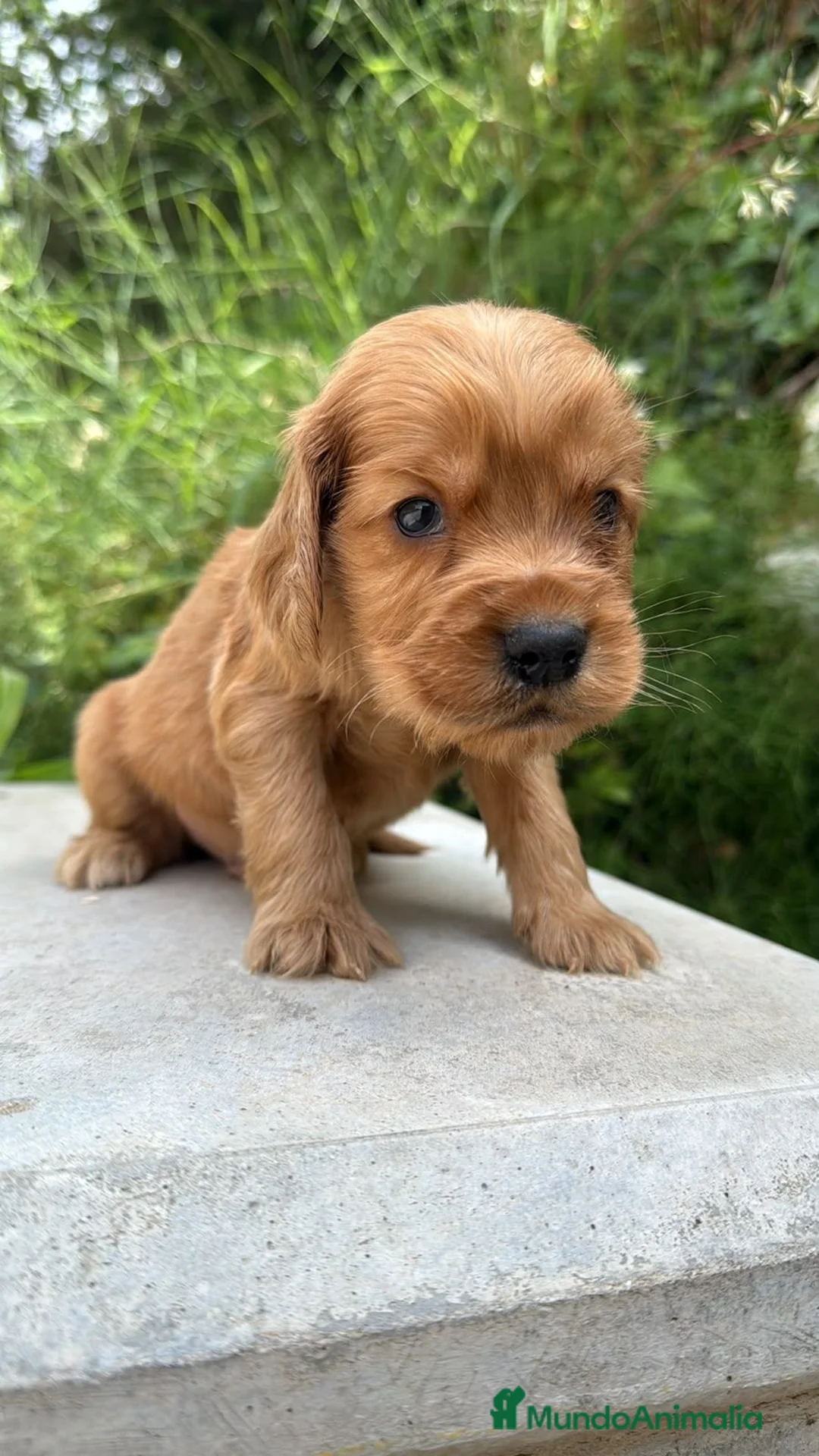 Cocker Spaniel Inglés perros en venta: Cocker Ingles - Anuncio 6