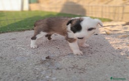 Border Collie perros en venta: BORDER COLLIE - Imagen 4