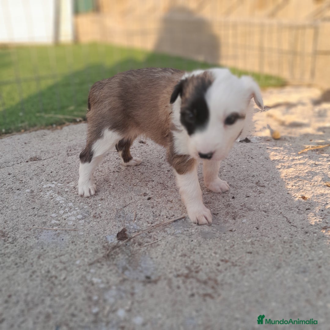 Border Collie perros en venta: BORDER COLLIE - Imagen 4