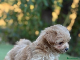 Maltipoo perros Malripoo Toy preciosos - Anuncio 1