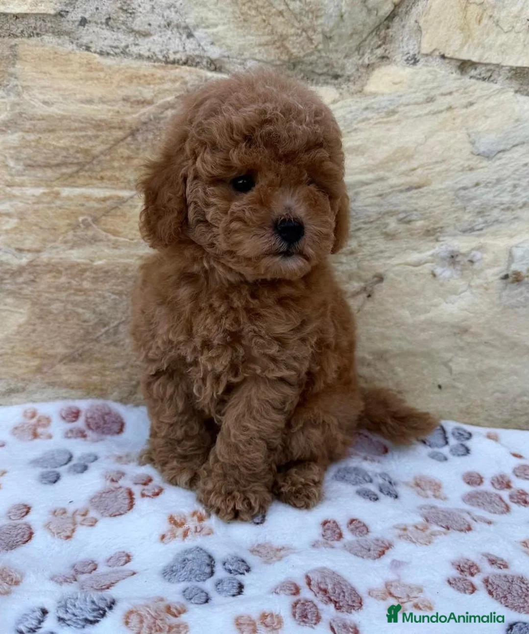 Caniche Toy perros en venta: Caniche toy - Anuncio 1