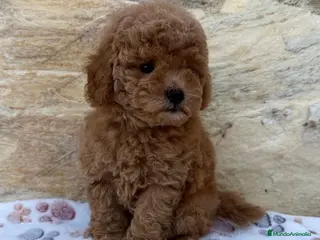 Caniche Toy perros Caniche toy - Anuncio 2