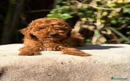 Caniche Enano perros en venta: CANICHE ENANO ROJOS - Anuncio 1