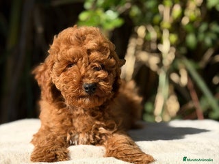 Caniche Enano perros CANICHE ENANO ROJOS - Anuncio 1