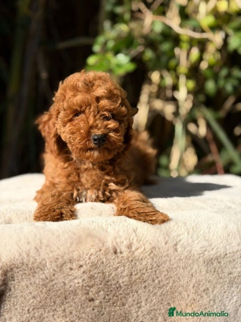 Caniche Enano perros CANICHE ENANO ROJOS - Anuncio 1