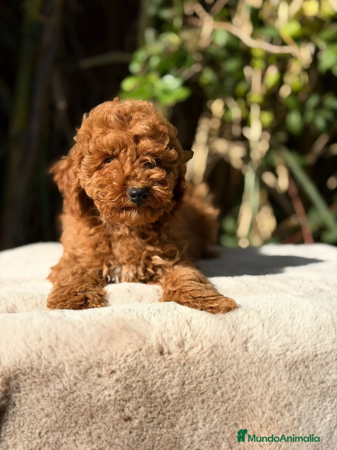 Caniche Enano perros en venta: CANICHE ENANO ROJOS - Anuncio 1