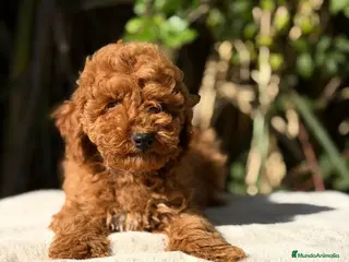 Caniche Enano perros CANICHE ENANO ROJOS - Anuncio 1