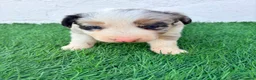 Border Collie perros en venta: Border Collie tricolor merle blue chocolate - Anuncio 20