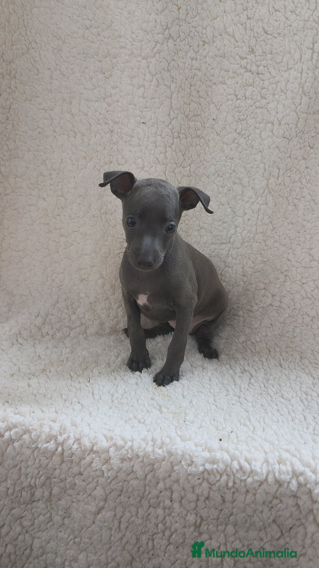Pequeño Lebrel Italiano perros Pequeño lebrel Italiano machos disponibles  - Anuncio 2