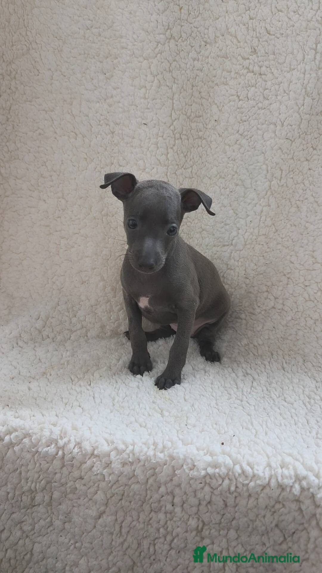 Pequeño Lebrel Italiano perros en venta: Pequeño lebrel Italiano machos disponibles  - Anuncio 2