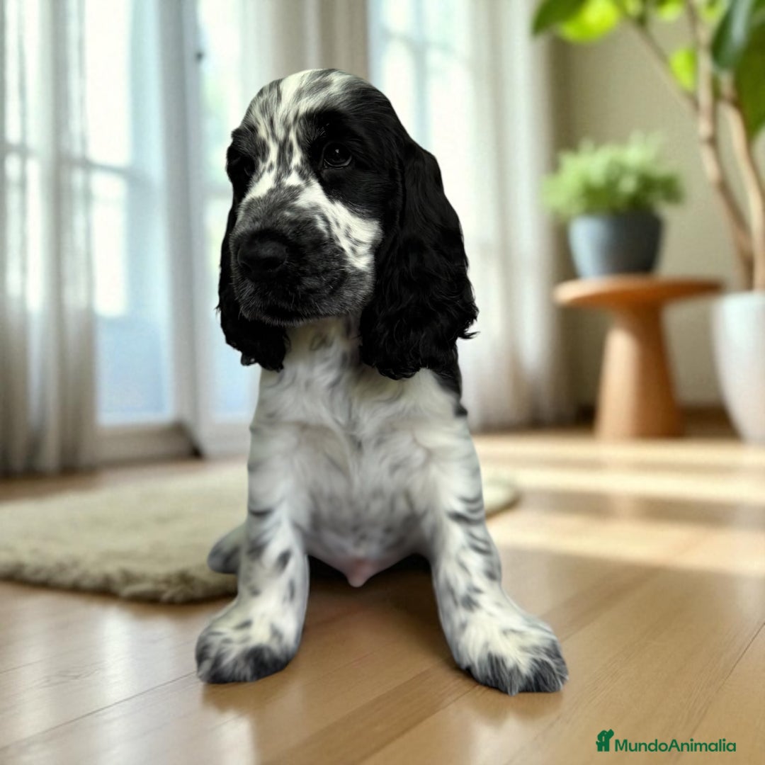 Cocker Spaniel Inglés perros en venta: Cariñosos y juguetones cocker inglés  - Imagen 7