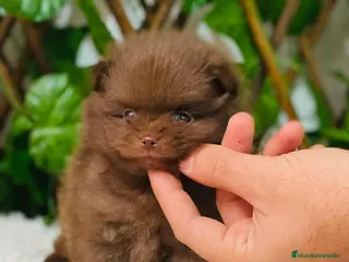 Pomerania perros POMERANIA - Anuncio 1