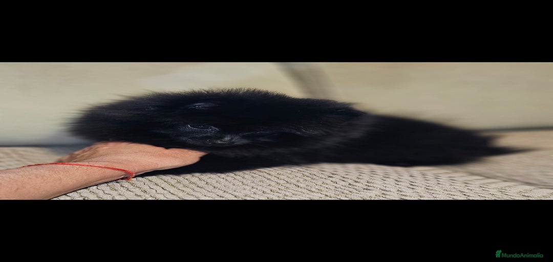 Imagen de galería {{count}}