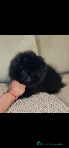 Imagen de galería {{count}}