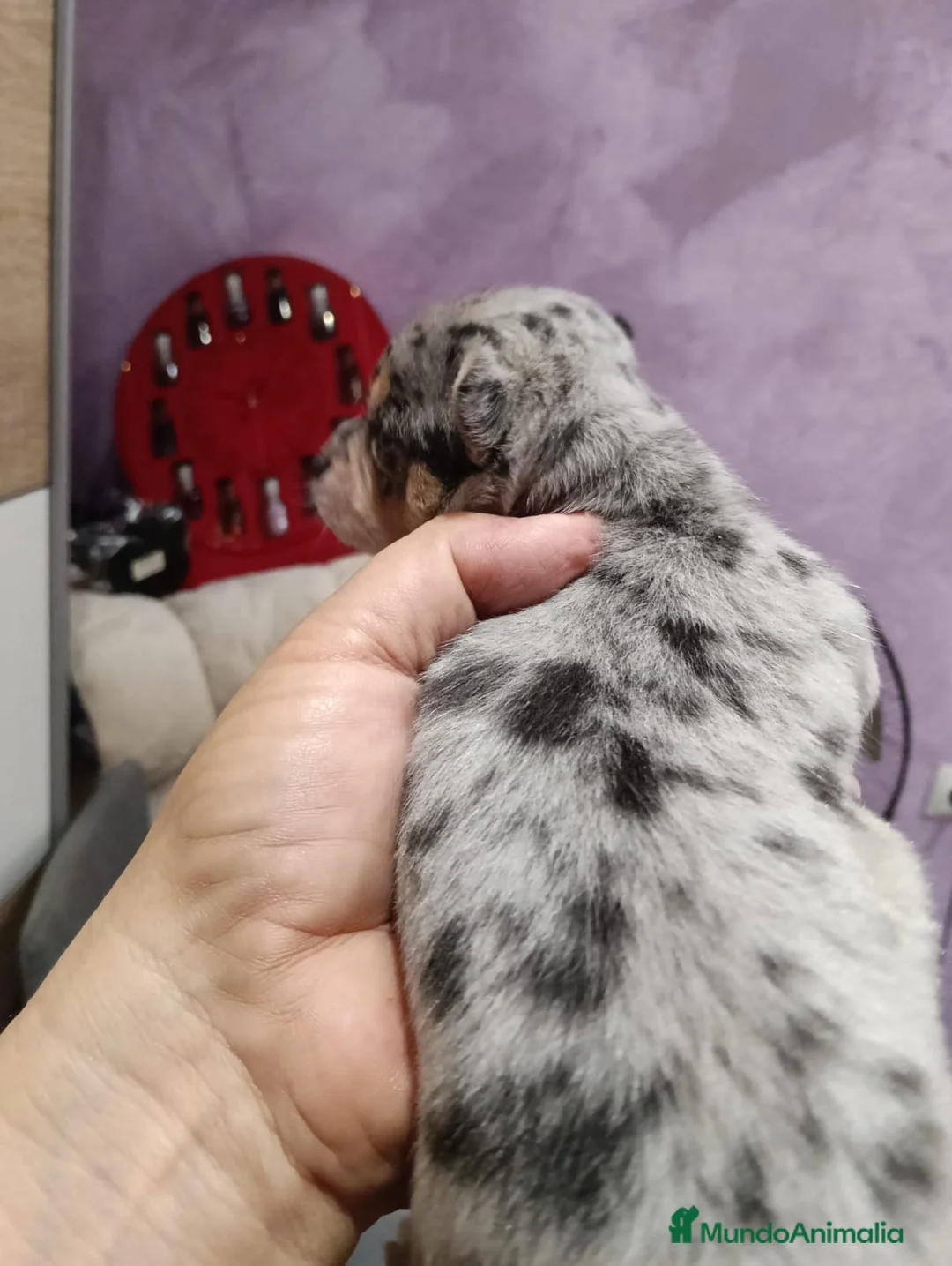 Chihuahua perros en venta: Macho chihuahua toys  - Anuncio 2