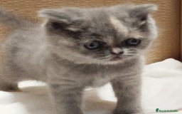 Británico de Pelo Corto Azul gatos en venta: British Shorthair - Imagen 6