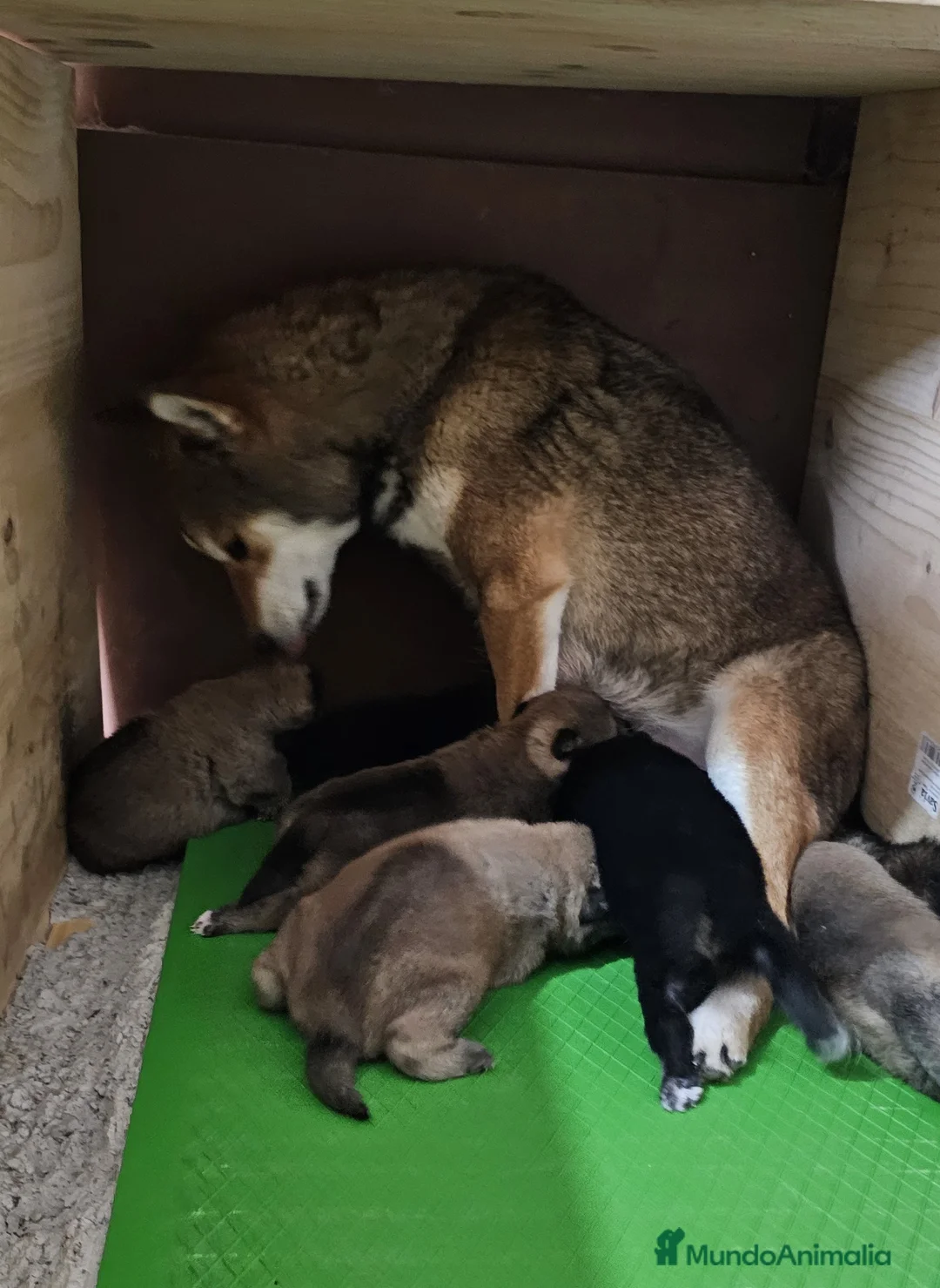 Shiba Inu perros en venta: PRECIOSA CAMADA SHIBA INU - Anuncio 8
