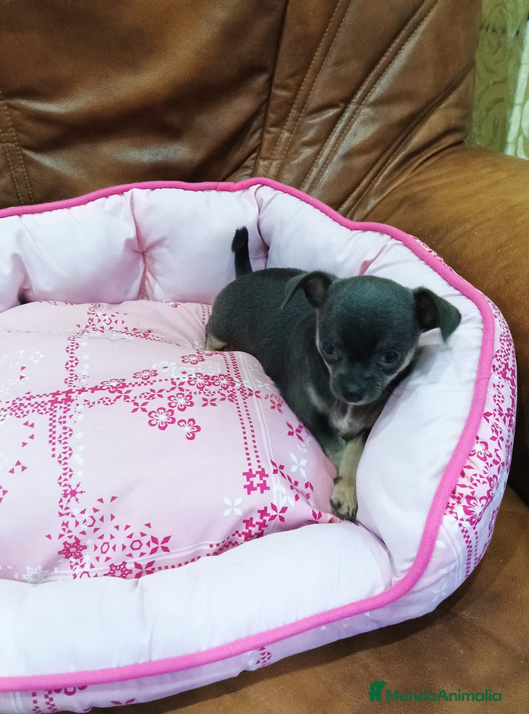 Chihuahua perros en venta: CHIHUAHUA TOY  - Imagen 7