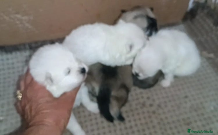 Pomerania perros - Anuncio 1