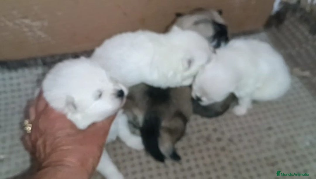 Pomerania perros en venta: MONERIAS DE HEMBRITAS POMERANIAS - Imagen 1