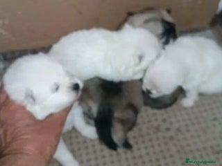 Pomerania perros - Anuncio 1