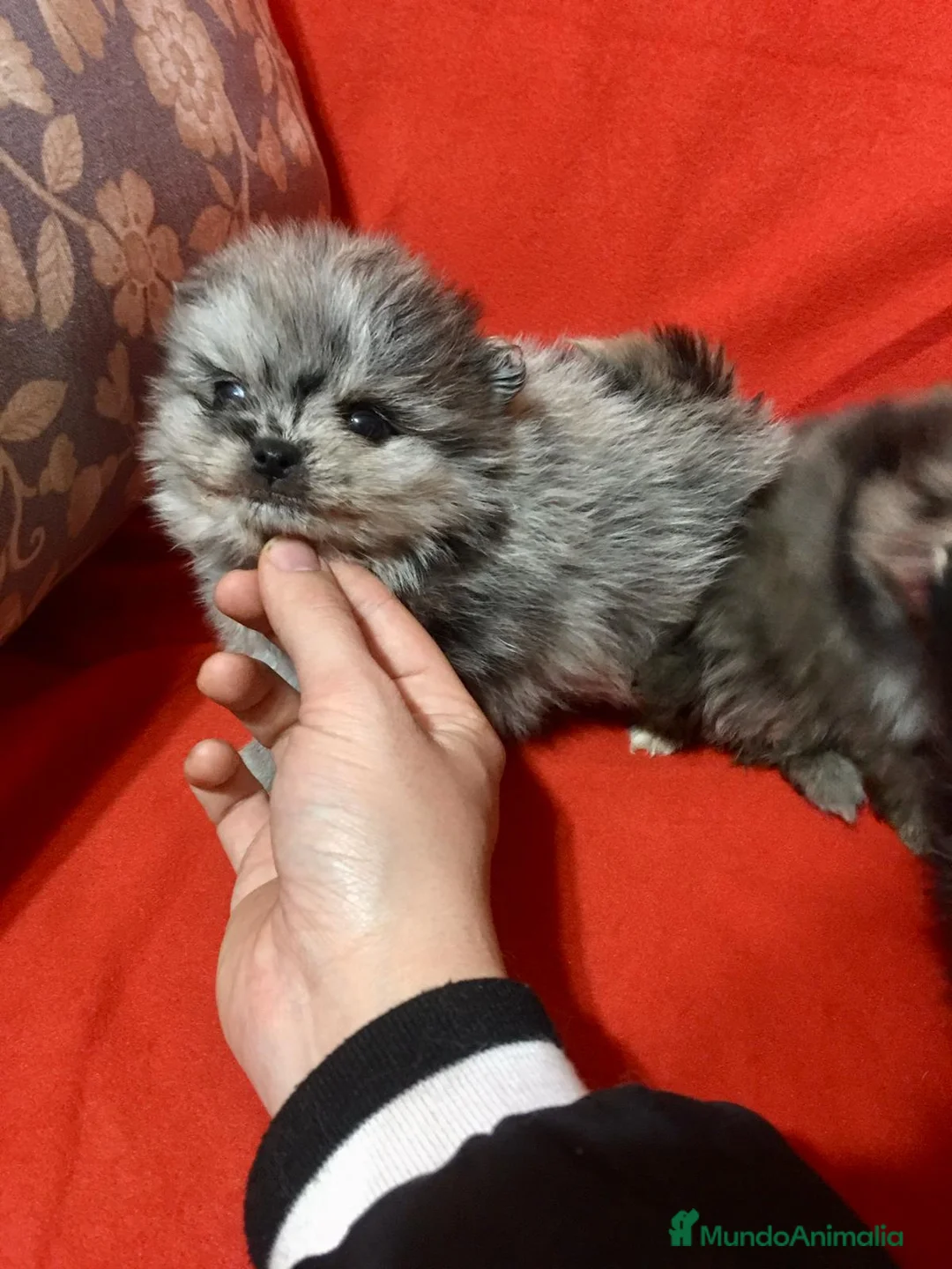 Pomerania perros en venta: Pomerania miniatura merlé  - Anuncio 2