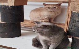 Británico de Pelo Corto gatos en venta: British Shorthair - Imagen 11