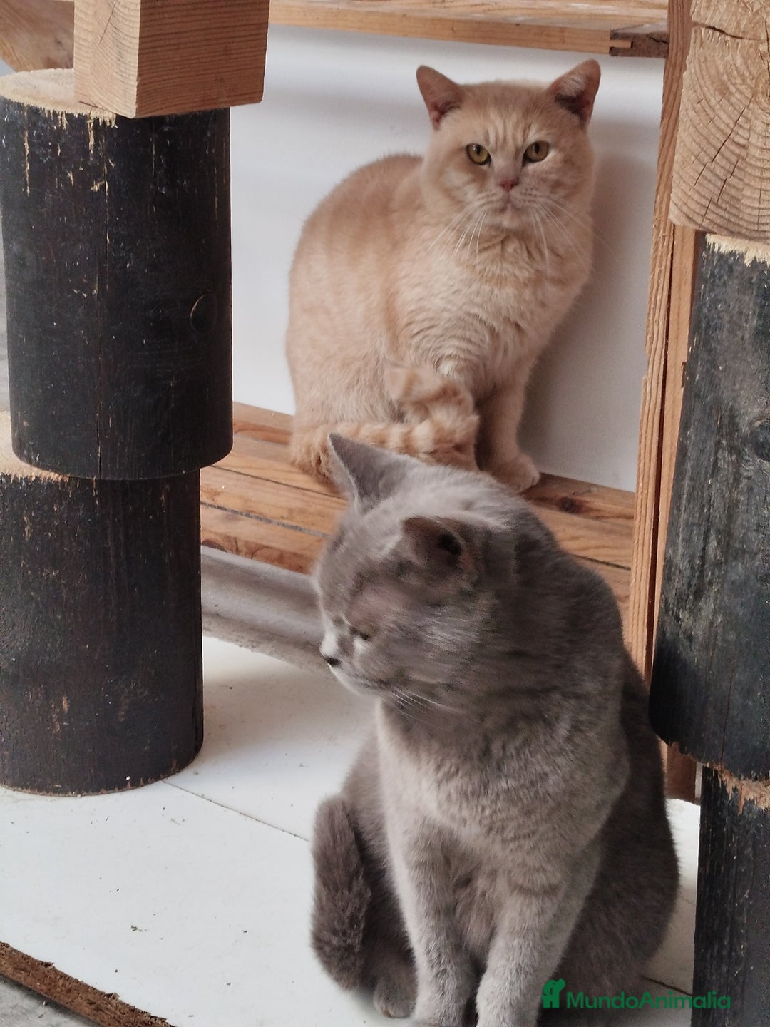 Británico de Pelo Corto gatos en venta: British Shorthair - Imagen 11