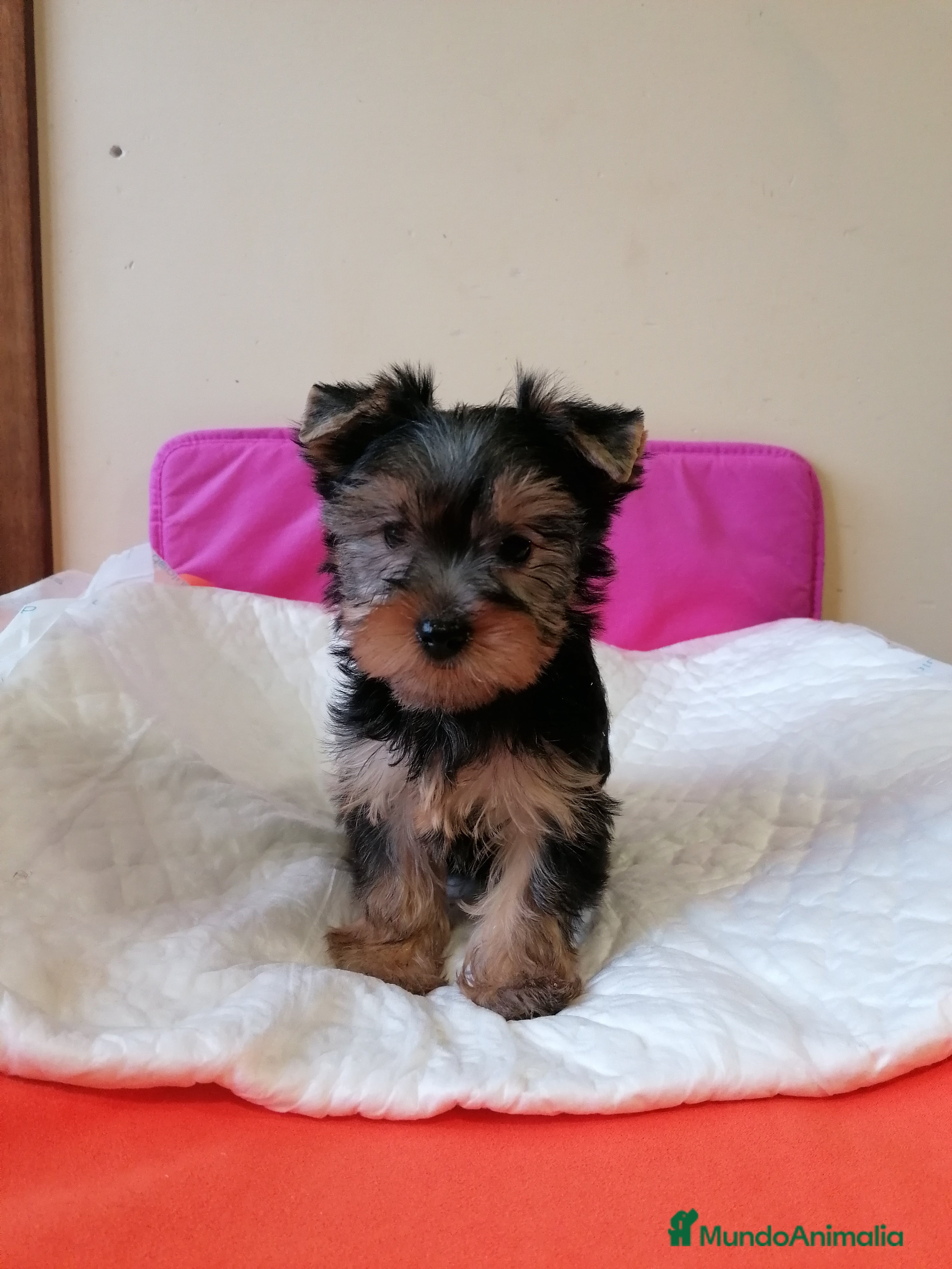Yorkshire Terrier perros Yorkshire terrier  - Anuncio 5