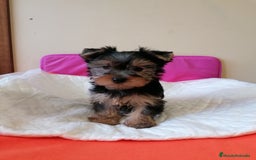 Yorkshire Terrier perros en venta: Yorkshire terrier  - Anuncio 1