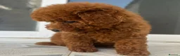 Caniche Toy perros en venta: Caniche - Anuncio 4