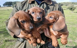 Teckel perros en venta: Cachorros Teckel - Anuncio 3