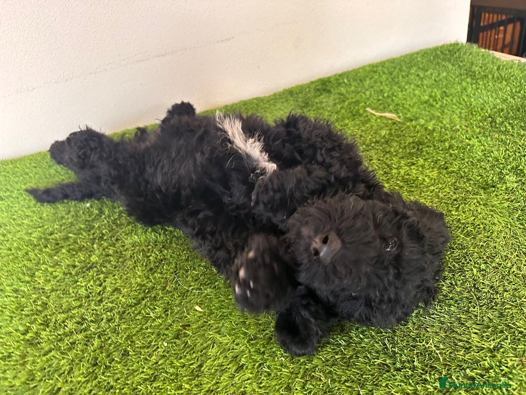 Caniche Gigante perros en venta: Caniches gigantes  - Anuncio 6