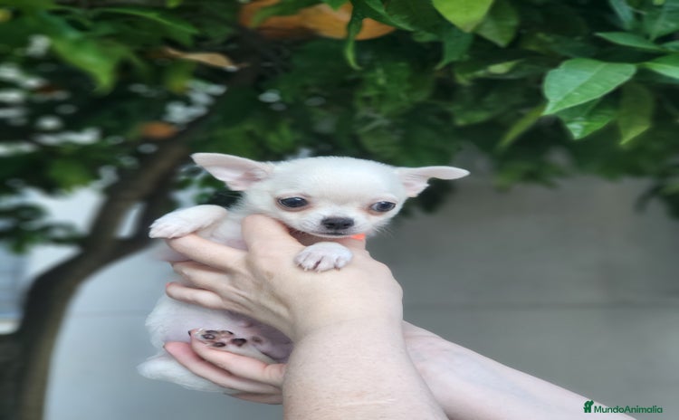 Chihuahua perros - Propaganda 12