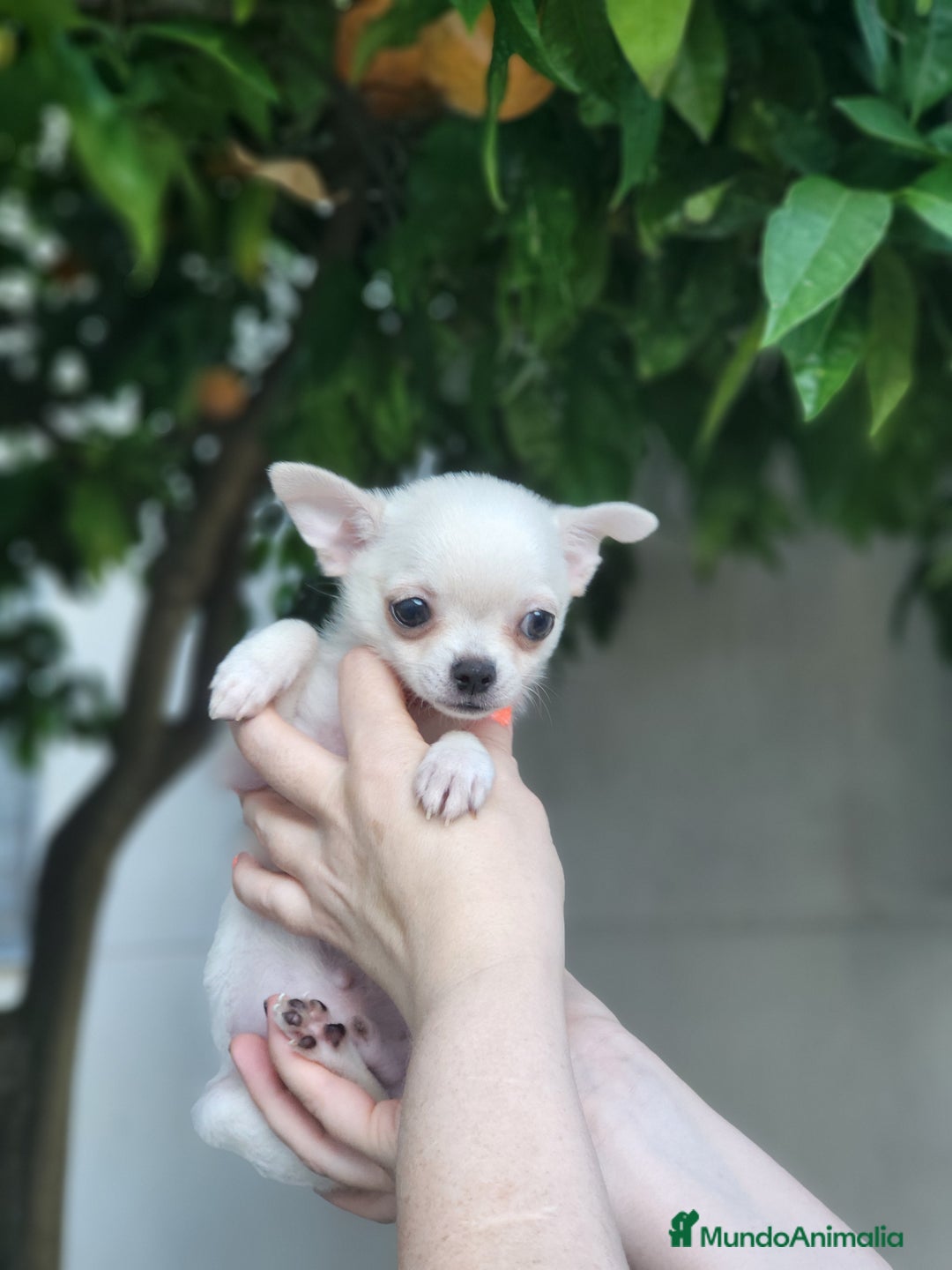 Chihuahua perros en venta: Chihuahua mix - Imagen 1