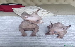 Sphynx gatos en venta: GATOS EGIPCIOS - Anuncio 1